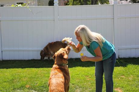 Three Dogs and a Bottle of Bubbles