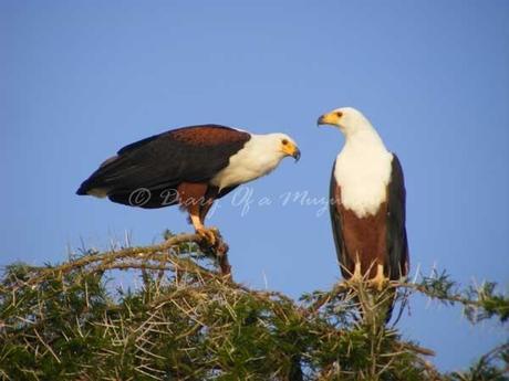 Pair of African Fish Eagles above the Kazinga Channel, Queen Elizabeth National Park
