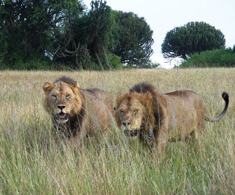 Lions in Queen Elizabeth safari Uganda