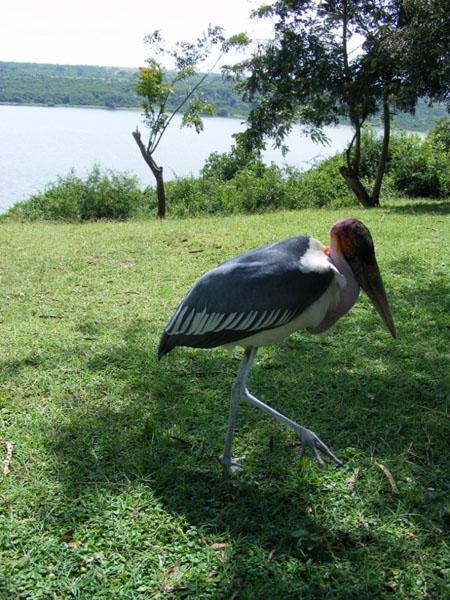 Marabou Stork, Mweya, Queen Elizabeth National Park