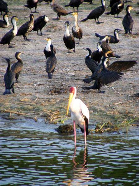 Saddle-billed-Stork and Great and Long-tailed Cormorants, Kazinga Channel