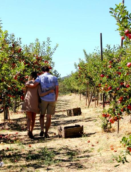 Apple Picking … and Reflecting On This Season of Parenting