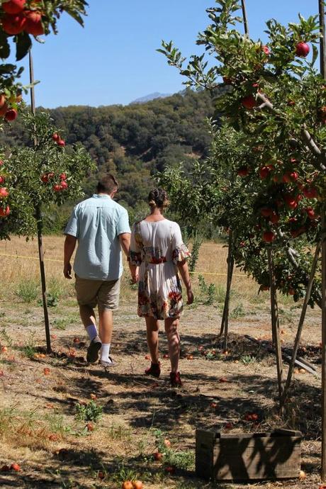 Apple Picking … and Reflecting On This Season of Parenting