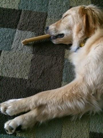 A Tired Dog and His Bone