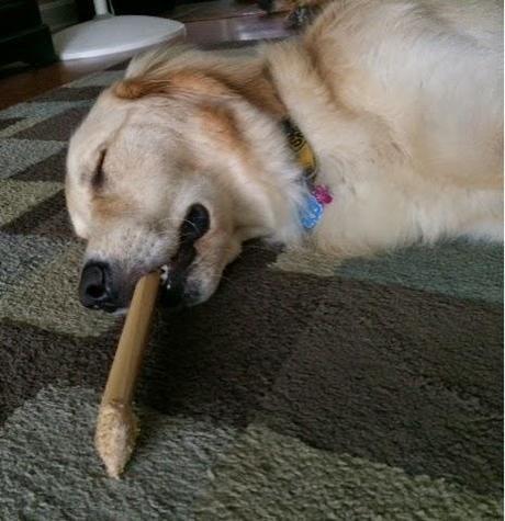 A Tired Dog and His Bone