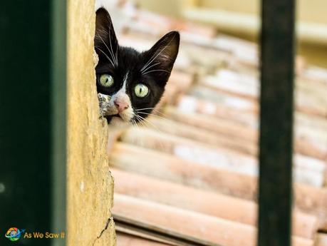 Cat playing peek-a-boo from a rooftop in Corfu, Greece