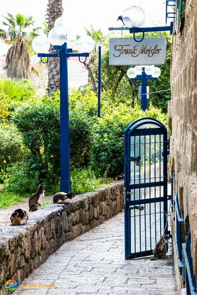 bird taunting cats