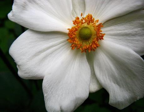 Florals  [Orange You Glad It’s Friday]