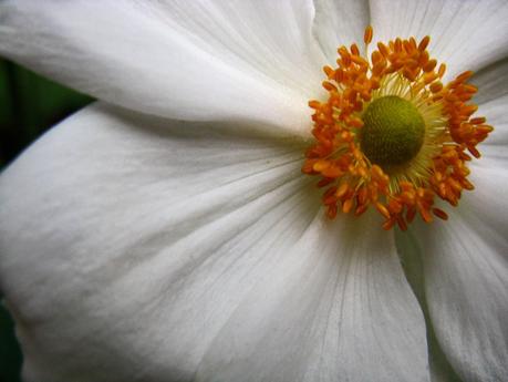 Florals  [Orange You Glad It’s Friday]