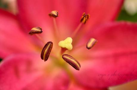 Pink Lily WM