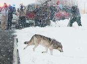 Yellowstone Wolf Patrol Begin Hunt Monitoring Montana