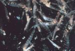 Warming Oceans Could Impact Krill, Foundation Marine Food Chains