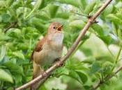 Approval Build 5,000 Homes Nightingale Habitat Condemned