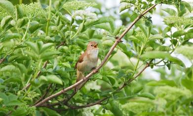 Approval to build 5,000 homes on nightingale habitat condemned