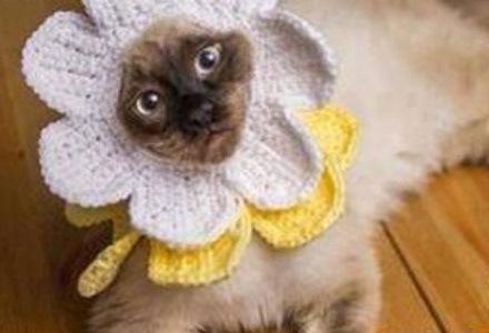 Top 10 Funny Images of Cat Flowers
