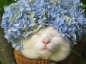 Funny Images Flowers