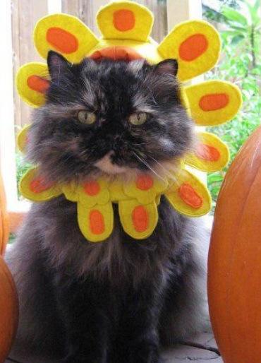 Top 10 Funny Images of Cat Flowers