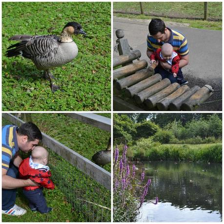 WWT Washington Wetland Centre, Washington