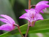 Small Perfectly Formed