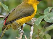 Fraction Farm Subsidies Could Save 10,000 Species