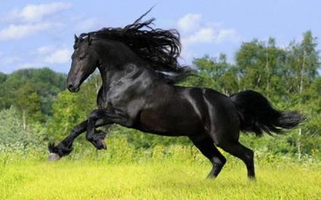 Friesian horse