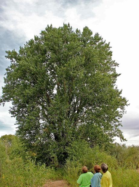 Tree-following:  Pilgrims from the East