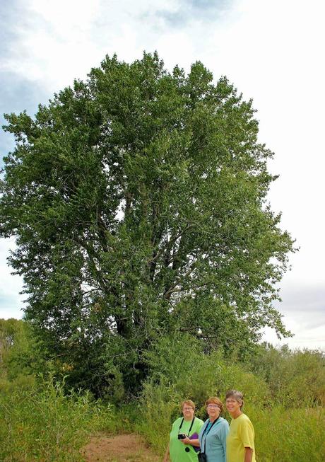 Tree-following:  Pilgrims from the East