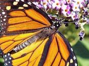 After Percent Decline, Federal Protection Sought Monarch Butterfly